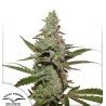 AMSTERDAM AMNESIA · Dutch Passion · cannabis seeds · Fem