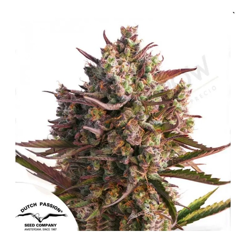 AUTO BLUEBERRY · Dutch Passion · cannabis seeds · AutoFem
