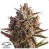 AUTO BLUEBERRY · Dutch Passion · cannabis seeds · AutoFem