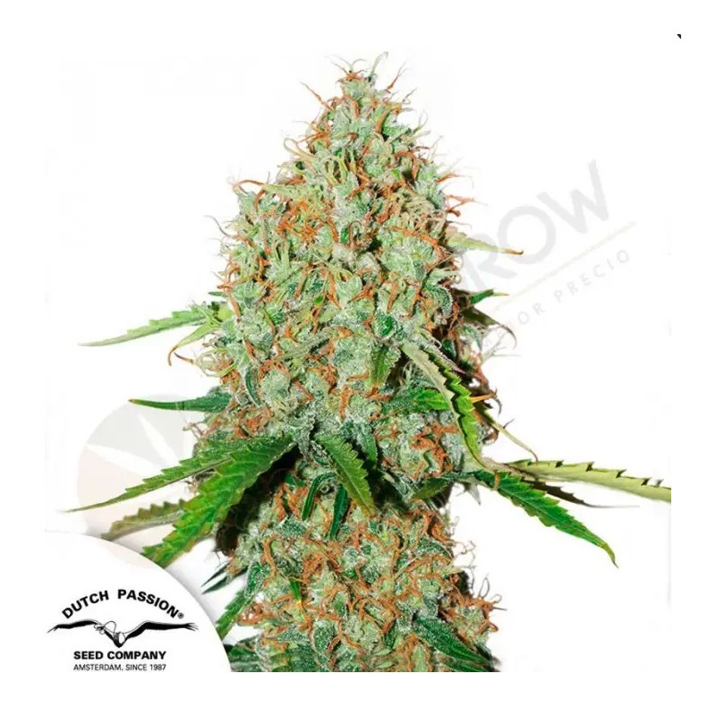 AUTO BROOKLYN SUNRISE · Dutch Passion · kenevir tohum · Disi · Auto Fem