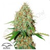 AUTO BROOKLYN SUNRISE · Dutch Passion · cannabis seeds · Auto Fem