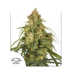AUTO CBD-VICTORY · Dutch Passion · kenevir tohum · Disi · Auto Fem