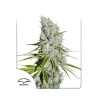 CBD SKUNKHAZE · Dutch Passion · cannabis seeds · Fem