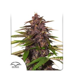 AUTO FORBIDDEN CHERRY · Dutch Passion · kenevir tohum · Disi · Auto Fem