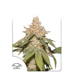 AUTO SFV OG · Dutch Passion · kenevir tohum · Disi · Auto Fem