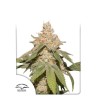 AUTO SFV OG · Dutch Passion · cannabis seeds · Auto Fem