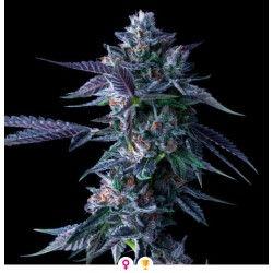 CHOCOLOPE · DNA Genetics ·...