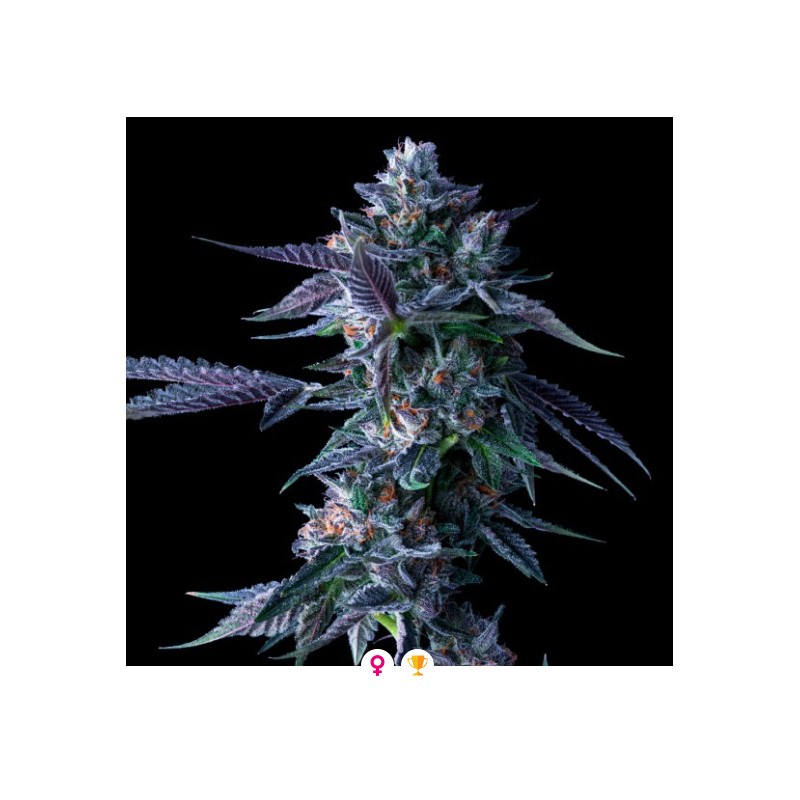 CHOCOLOPE · DNA Genetics · kenevir tohum · disi · Fem