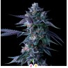 CHOCOLOPE · DNA Genetics · kenevir tohum · disi · Fem