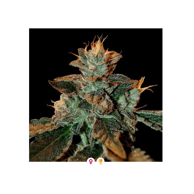 CATARACT KUSH · DNA Genetics · kenevir tohum · disi · Fem