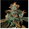 CATARACT KUSH · DNA Genetics · kenevir tohum · disi · Fem