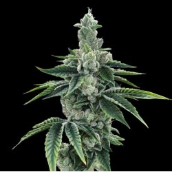 RECON 2.0 · DNA Genetics ·...