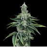 RECON 2.0 · DNA Genetics · kenevir tohum · disi · Fem