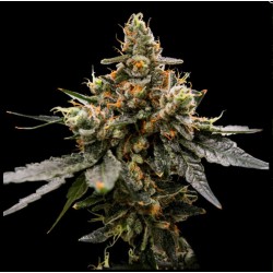 GAZ MONEY · DNA Genetics ·...