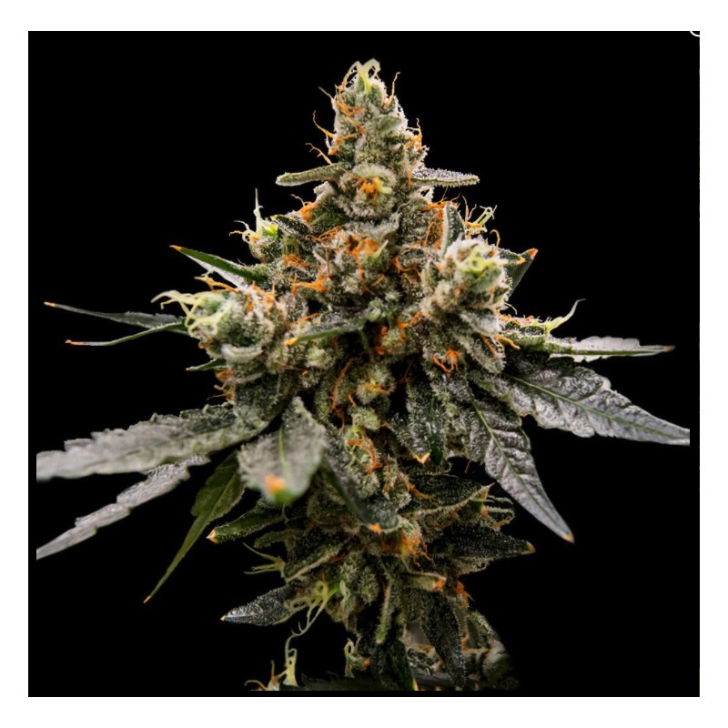 GAZ MONEY · DNA Genetics · kenevir tohum · disi · Fem