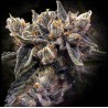BRUISED BANANA · DNA Genetics · kenevir tohum · disi · Fem