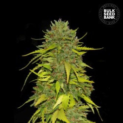 AK · Bulk Seed Bank · cannabis seeds · Fem