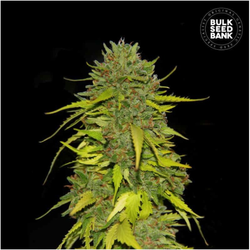 AK · Bulk Seed Bank · kenevir tohum · Fem