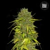 AK · Bulk Seed Bank · cannabis seeds · Fem