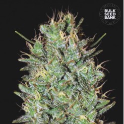 AMNESIA HAZE · Bulk Seed Bank · cannabis seeds · Fem