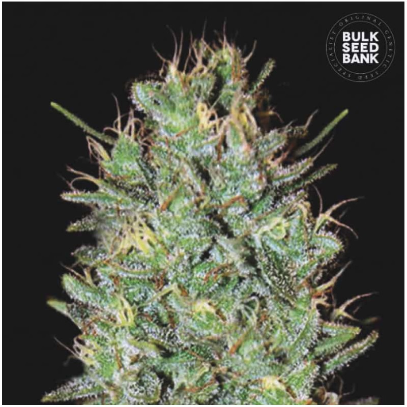 AMNESIA HAZE · Bulk Seed Bank · cannabis seeds · Fem
