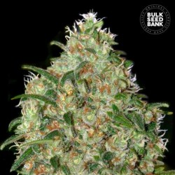 AMNESIA PLATINUM · Bulk Seed Bank · kenevir tohum · Fem