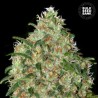 AMNESIA PLATINUM · Bulk Seed Bank · kenevir tohum · Fem
