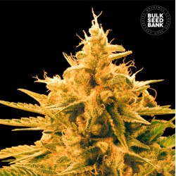 ANANAS FUNK · Bulk Seed Bank · cannabis seeds · Fem