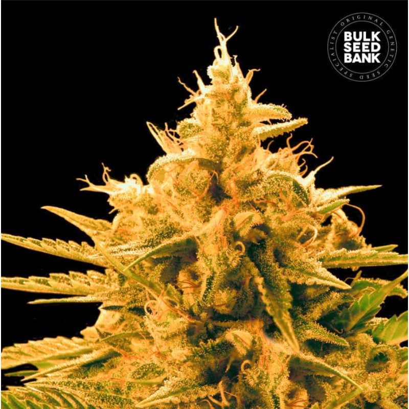 ANANAS FUNK · Bulk Seed Bank · cannabis seeds · Fem