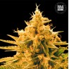 ANANAS FUNK · Bulk Seed Bank · kenevir tohum· Fem