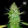 AUTO AK · Bulk Seed Bank · kenevir tohum · Auto Fem