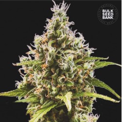 AUTO AMNESIA HAZE · Bulk Seed Bank · kenevir tohum · Auto Fem