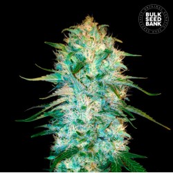 AUTO AMNESIA PLATINUM · Bulk Seed Bank · cannabis seeds · Auto Fem