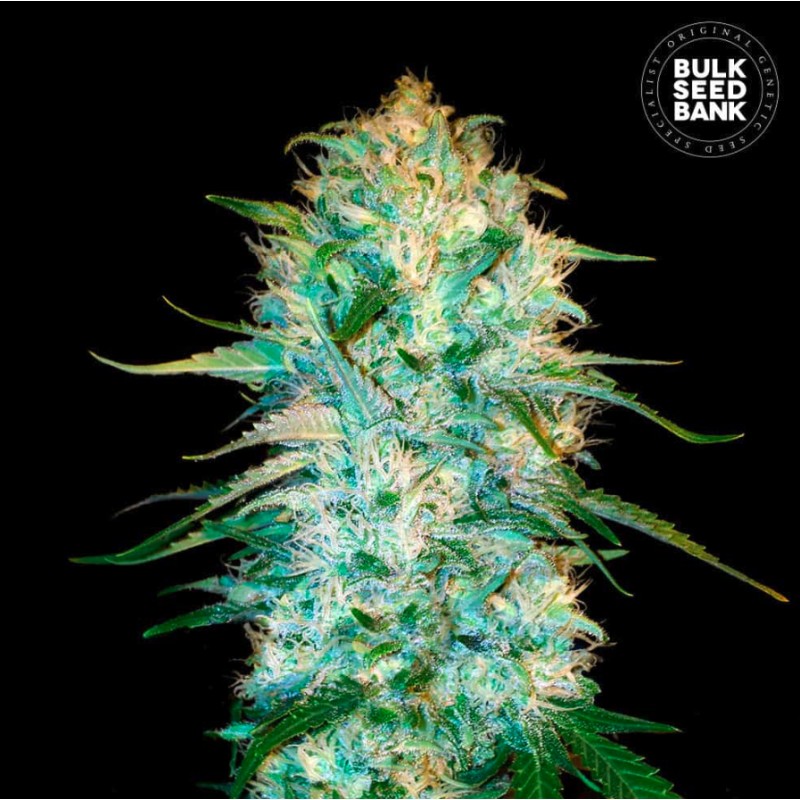 AUTO AMNESIA PLATINUM · Bulk Seed Bank · kenevir tohum · Auto Fem