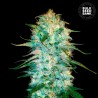 AUTO AMNESIA PLATINUM · Bulk Seed Bank · kenevir tohum · Auto Fem