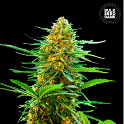 AUTO BANANA MONKEY · Bulk Seed Bank · kenevir tohum · Auto Fem