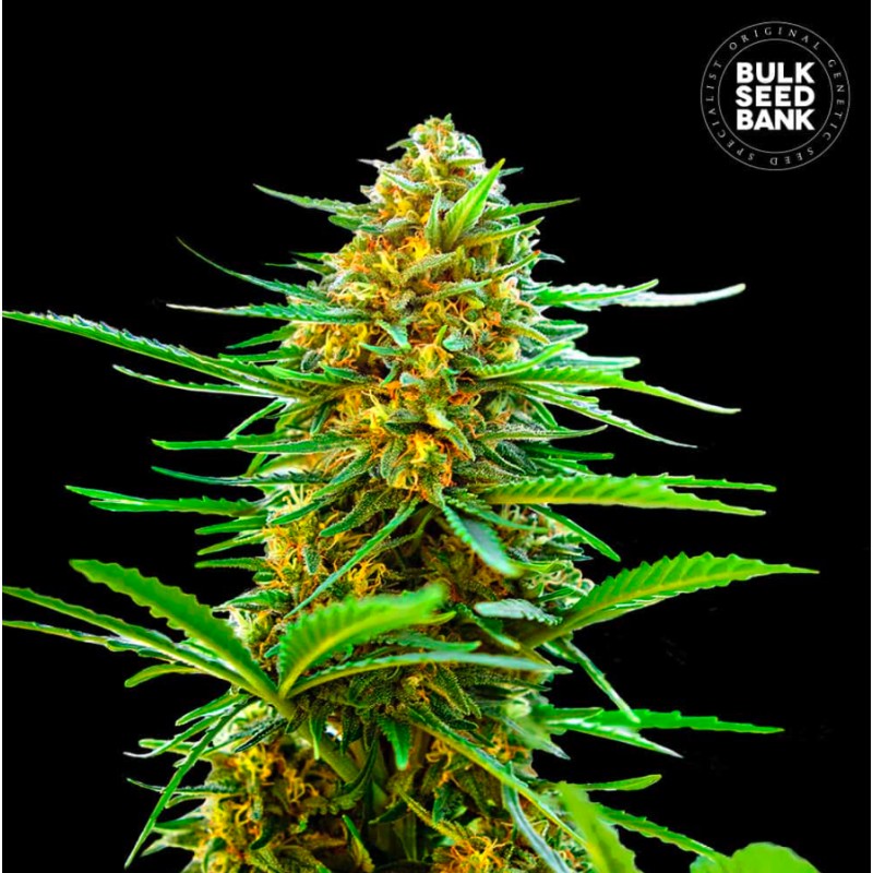 AUTO BANANA MONKEY · Bulk Seed Bank · kenevir tohum · Auto Fem