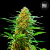 AUTO BANANA MONKEY · Bulk Seed Bank · kenevir tohum · Auto Fem