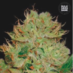 AUTO BIGGER BUD · Bulk Seed Bank · kenevir tohum · Auto Fem