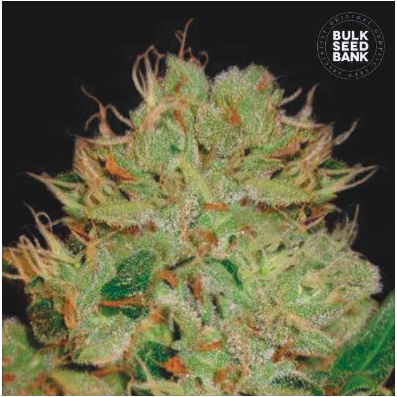 AUTO BIGGER BUD · Bulk Seed Bank · cannabis seeds · Auto Fem