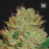 AUTO BIGGER BUD · Bulk Seed Bank · kenevir tohum · Auto Fem