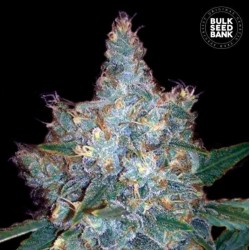 AUTO BLUEBERRY BERRY · Bulk Seed Bank · cannabis seeds · Auto Fem