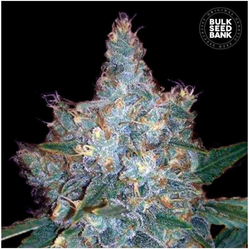 AUTO BLUEBERRY BERRY · Bulk Seed Bank · kenevir tohum · Auto Fem