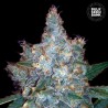 AUTO BLUEBERRY BERRY · Bulk Seed Bank · cannabis seeds · Auto Fem