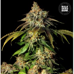 AUTO BRUCE BANNER 5 · Bulk Seed Bank · cannabis seeds · Auto Fem