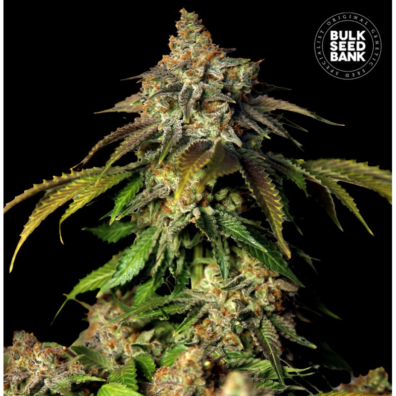 AUTO BRUCE BANNER 5 · Bulk Seed Bank · cannabis seeds · Auto Fem
