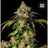 AUTO BRUCE BANNER 5 · Bulk Seed Bank · cannabis seeds · Auto Fem