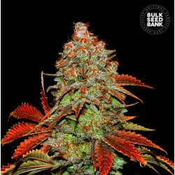 AUTO BUBBLEGUM EXTRA · Bulk Seed Bank · kenevir tohum · Auto Fem