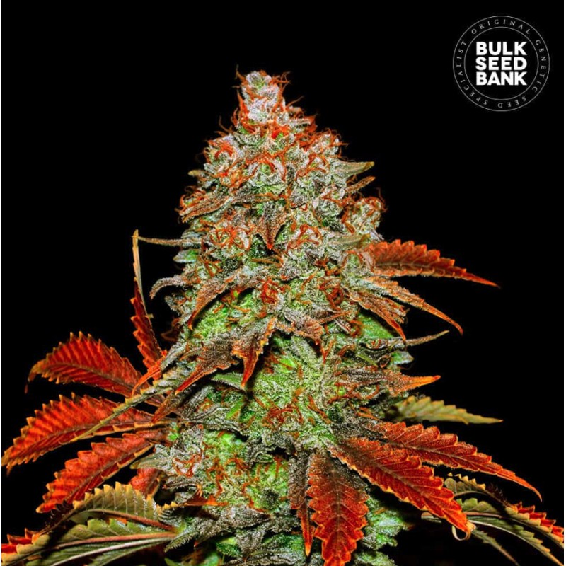 AUTO BUBBLEGUM EXTRA · Bulk Seed Bank · cannabis seeds · Auto Fem