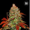 AUTO BUBBLEGUM EXTRA · Bulk Seed Bank · cannabis seeds · Auto Fem